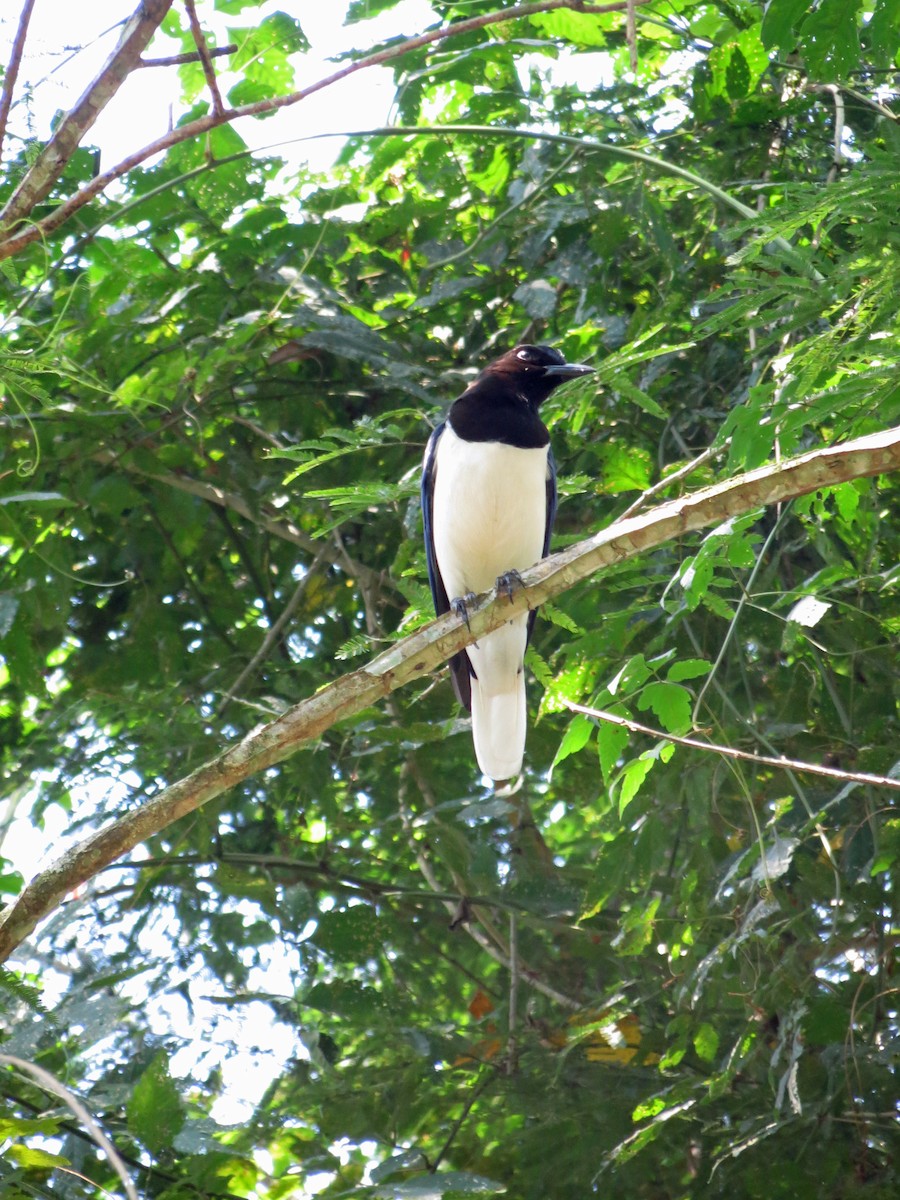Curl-crested Jay - ML527511381