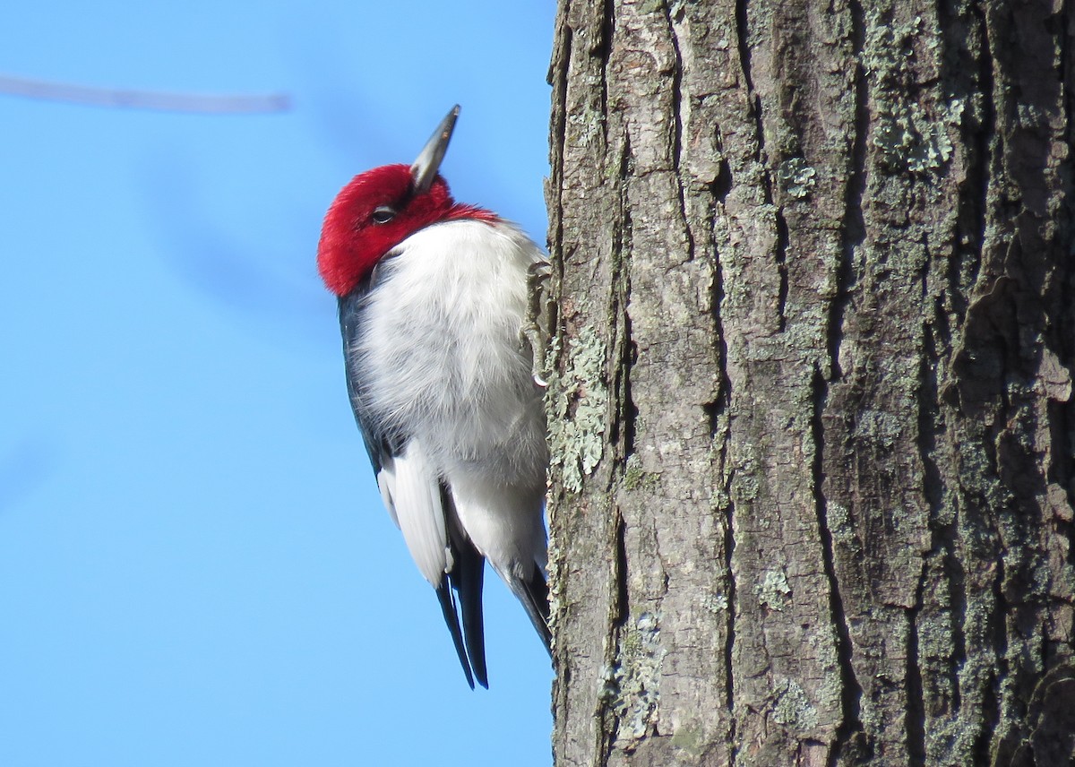 Red-headed Woodpecker - ML52751321