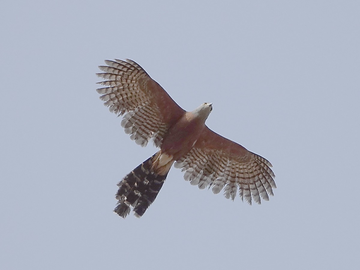 Long-tailed Hawk - ML527514621