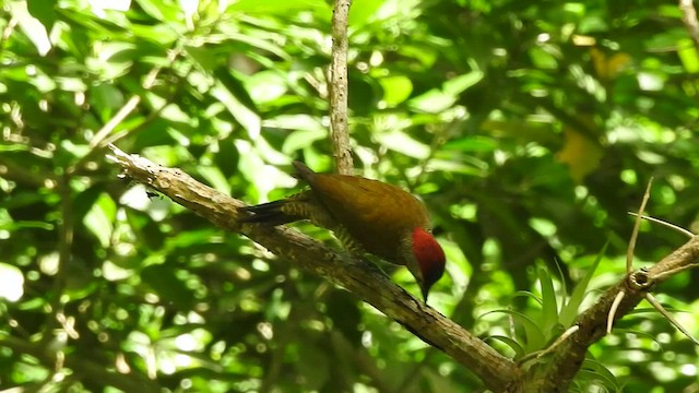 Golden-olive Woodpecker - ML527517451