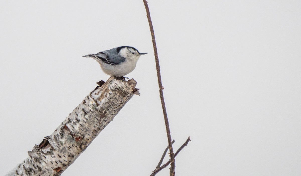 White-breasted Nuthatch - ML527536291