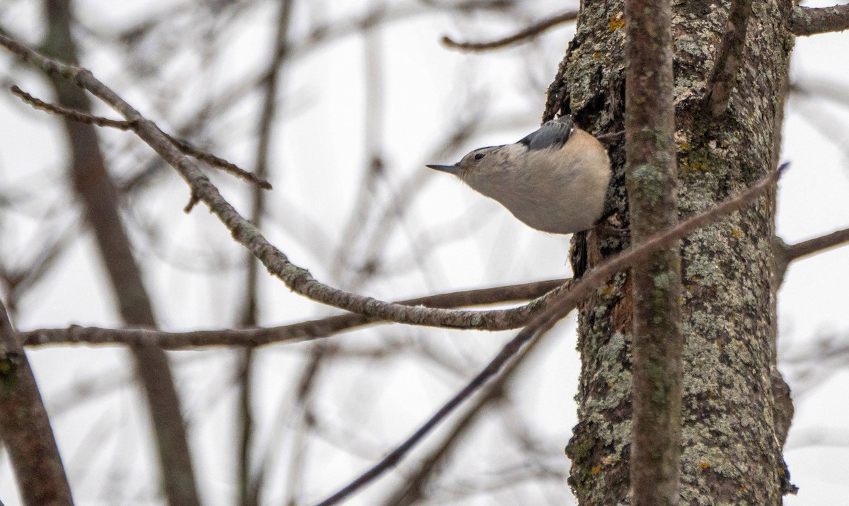 White-breasted Nuthatch - ML527537131