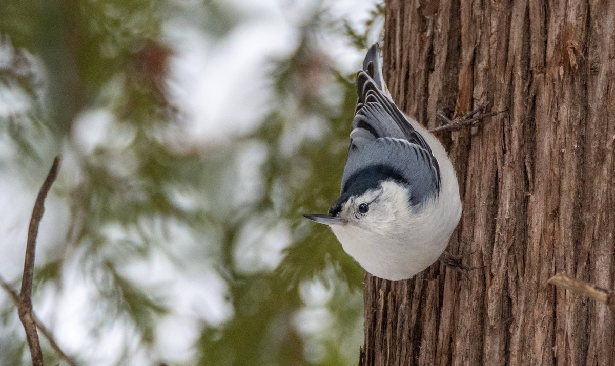 White-breasted Nuthatch - ML527537141
