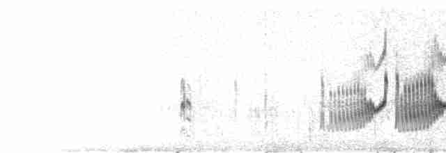  - Broad-billed Sandpiper