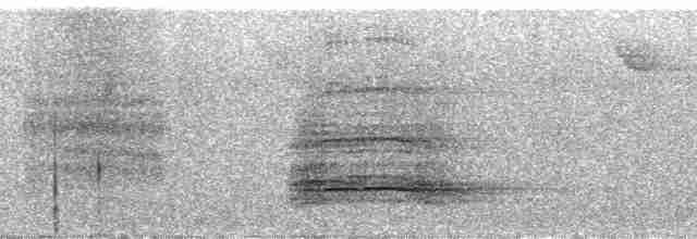 Boz Kanatlı Borazankuşu (crepitans) - ML52754