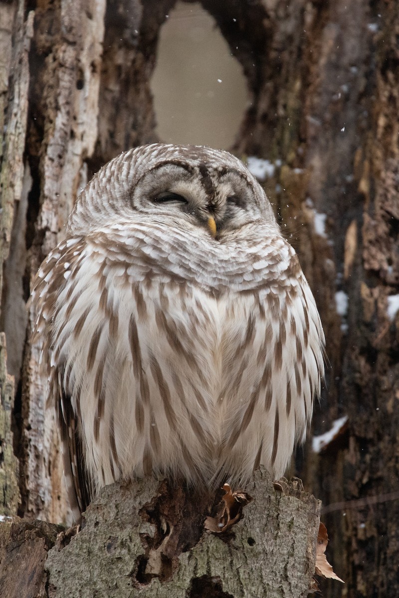 Barred Owl - Rob  Sielaff