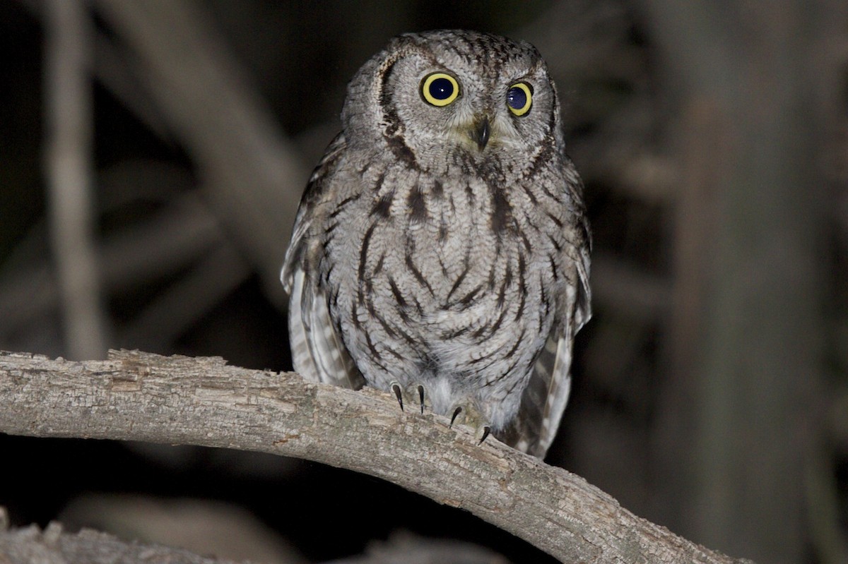 Western Screech-Owl - robert bowker