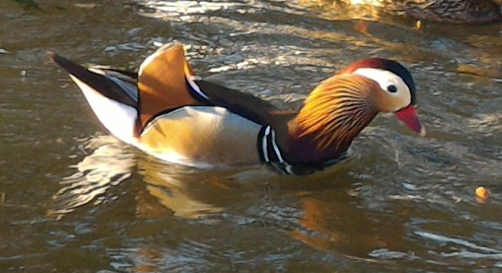 Mandarin Duck - Vasco Valadares