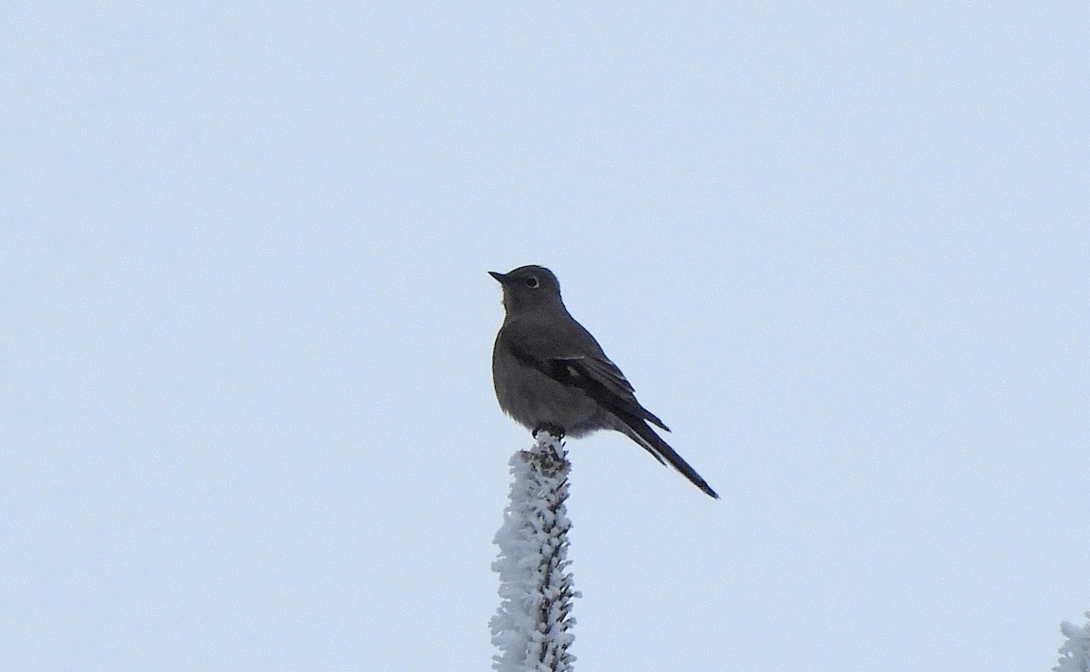 Townsend's Solitaire - ML527545381