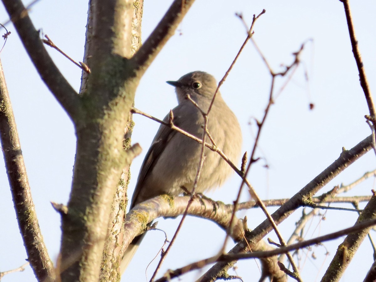 Townsend's Solitaire - ML527546531