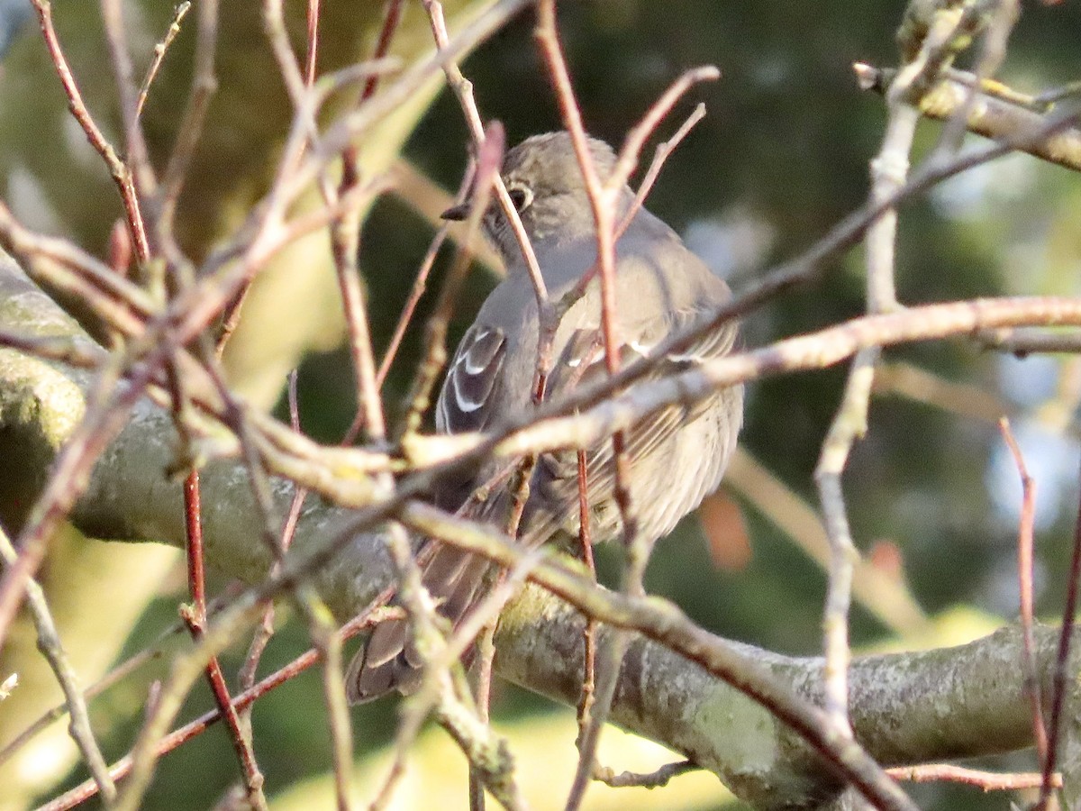 Townsend's Solitaire - ML527546541