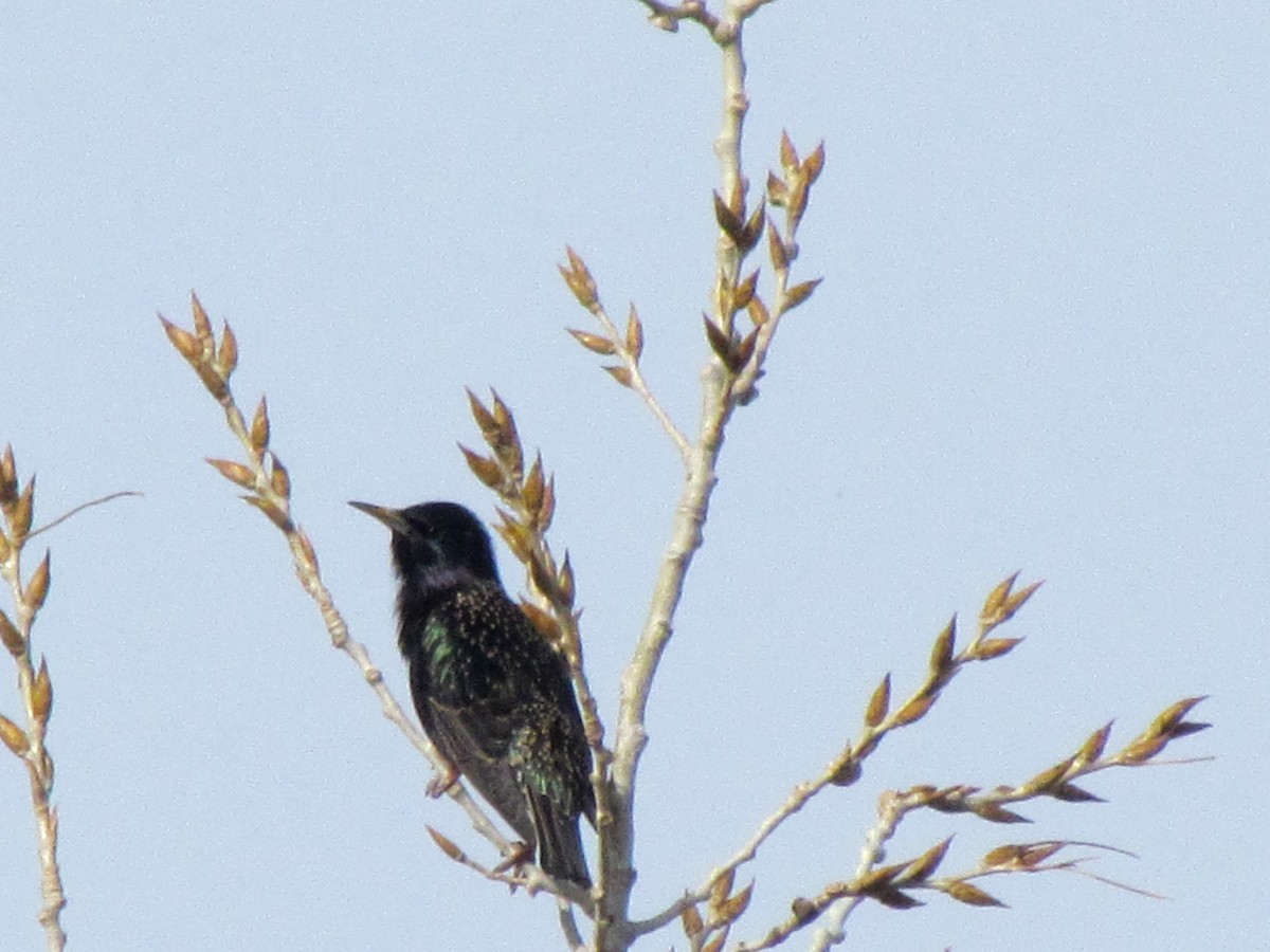 European Starling - Chief Plenty Coups State Park