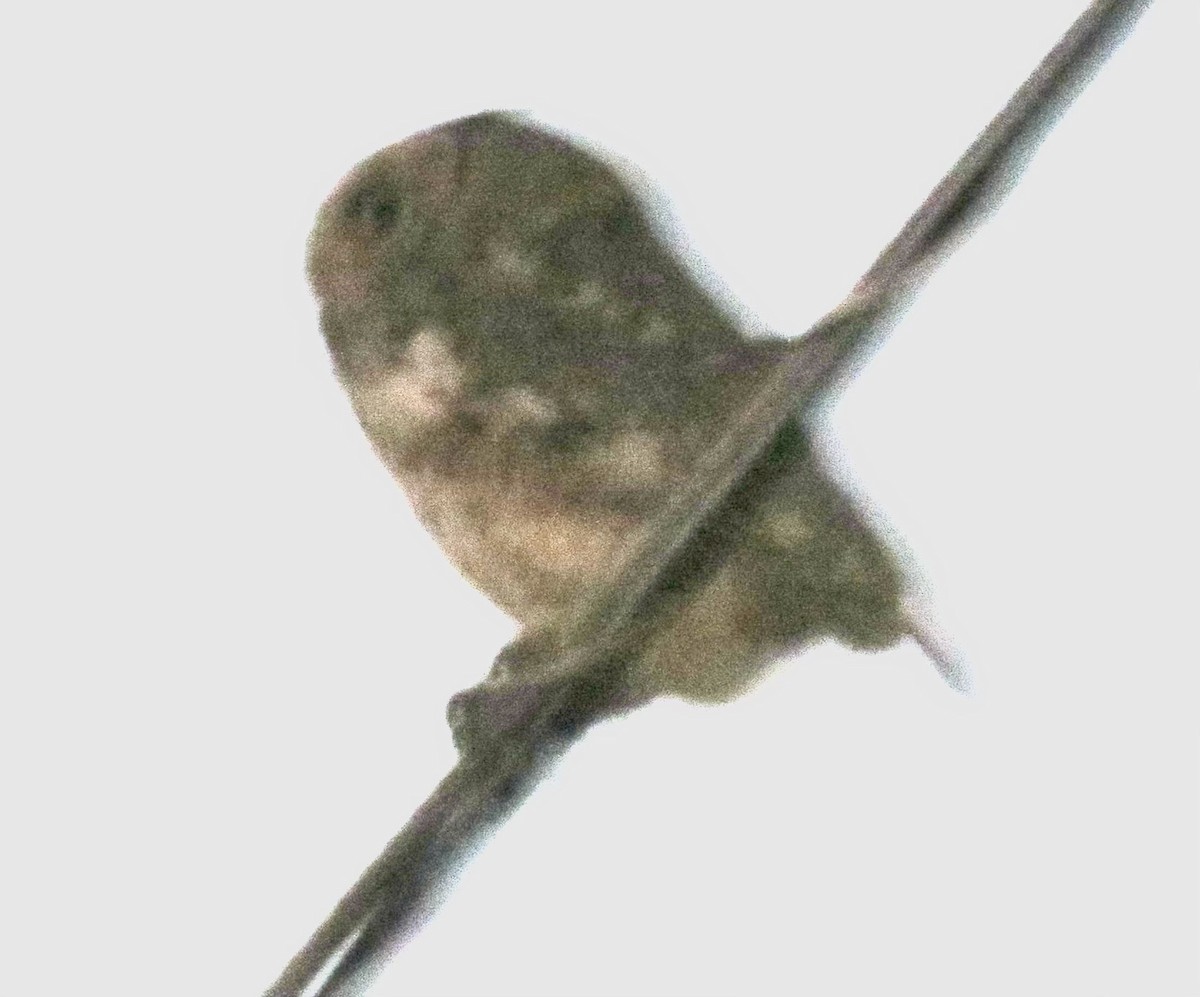 Eastern Screech-Owl (Northern) - ML527550601