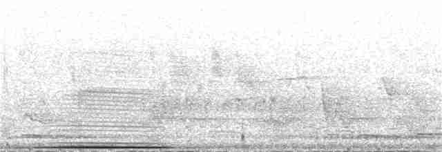 holub bronzovokřídlý - ML52755071