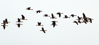 Fulvous Whistling-Duck, ML527561841