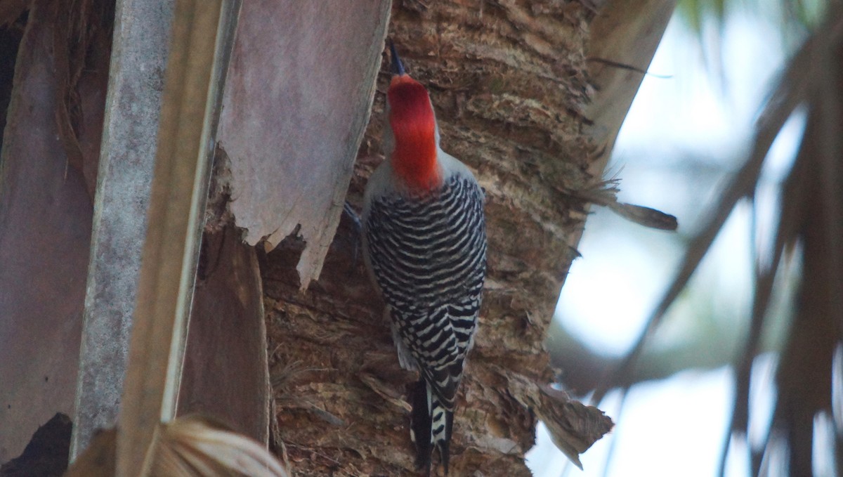 Red-bellied Woodpecker - ML527562041