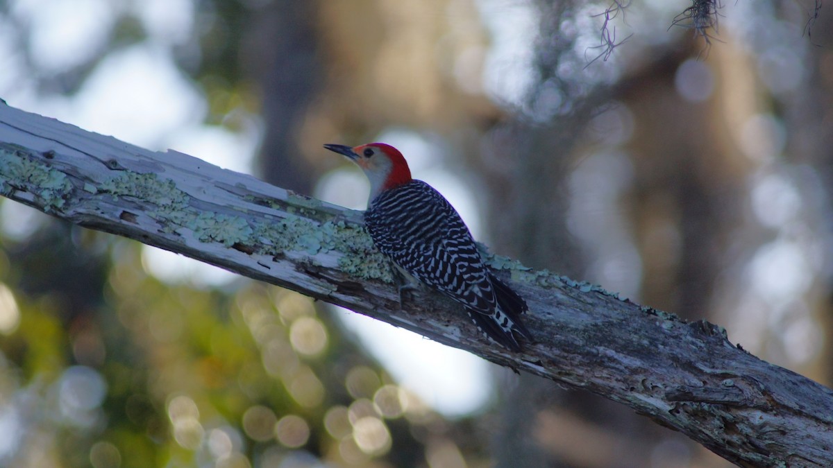 Red-bellied Woodpecker - ML527562061