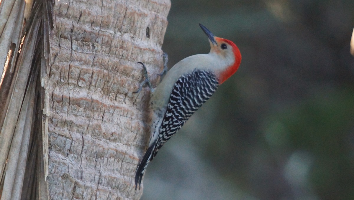 Red-bellied Woodpecker - Steve Lindley