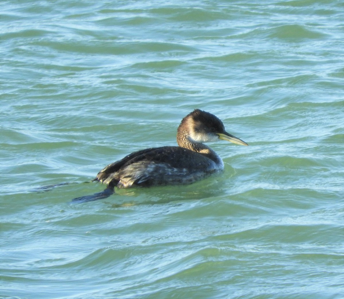 Red-necked Grebe - ML527567531