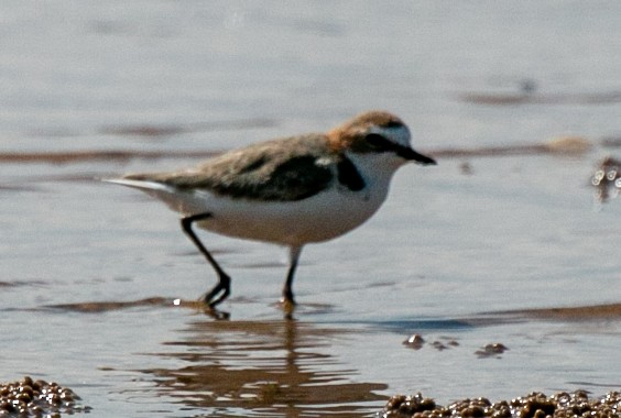 Red-capped Plover - ML527567661