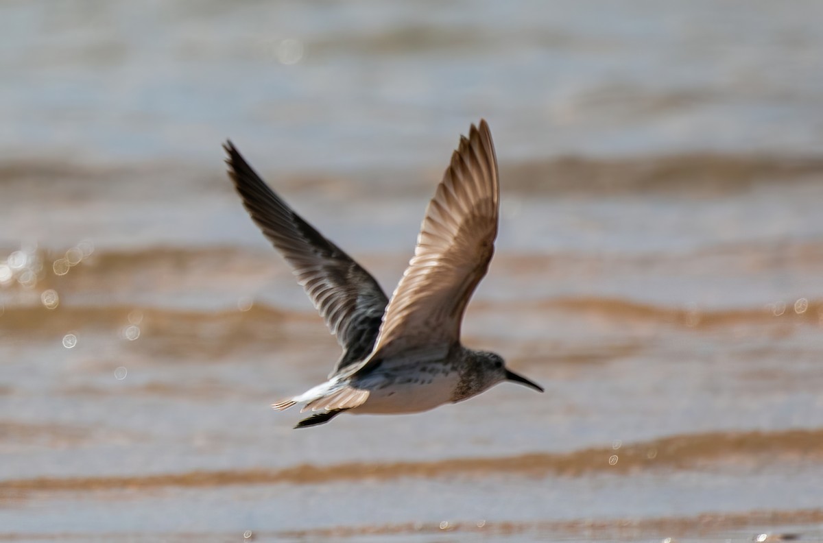 Great Knot - ML527576961