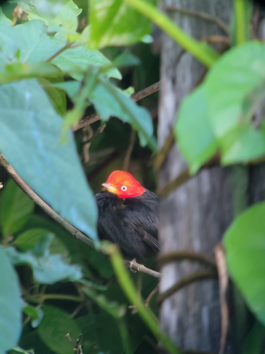 Red-capped Manakin - ML527579081