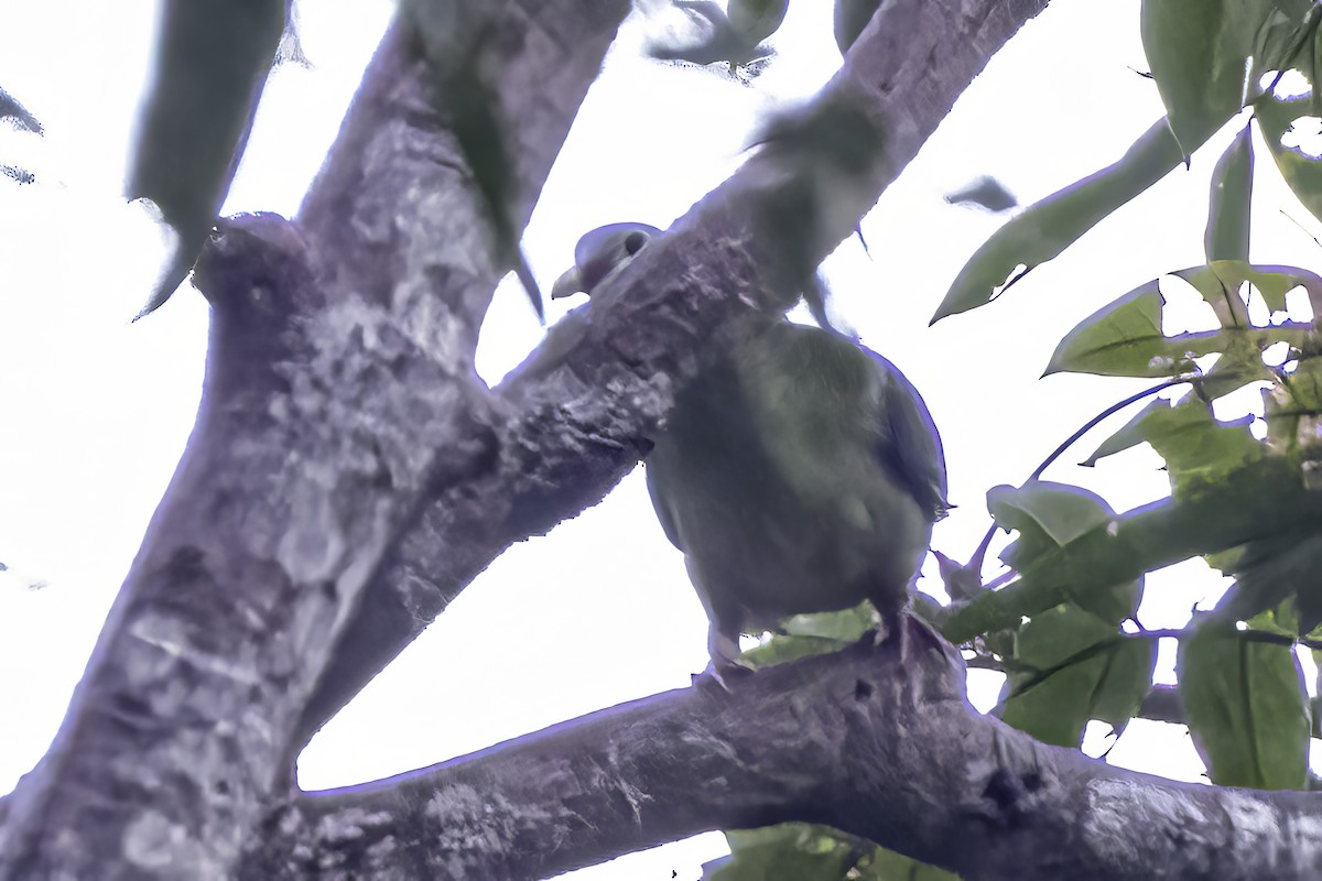 Thick-billed Green-Pigeon - ML527582181