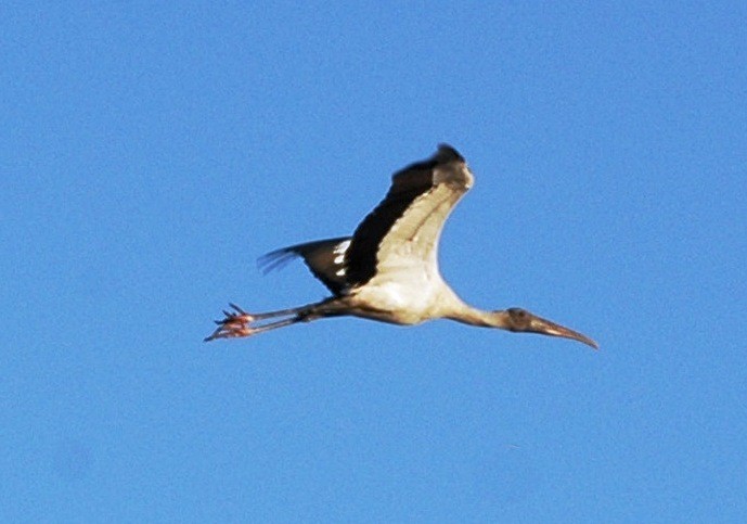 Wood Stork - Adam Wood
