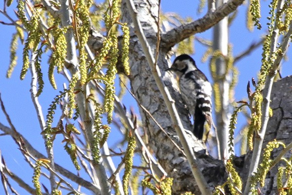 Lesser Spotted Woodpecker - ML52759151
