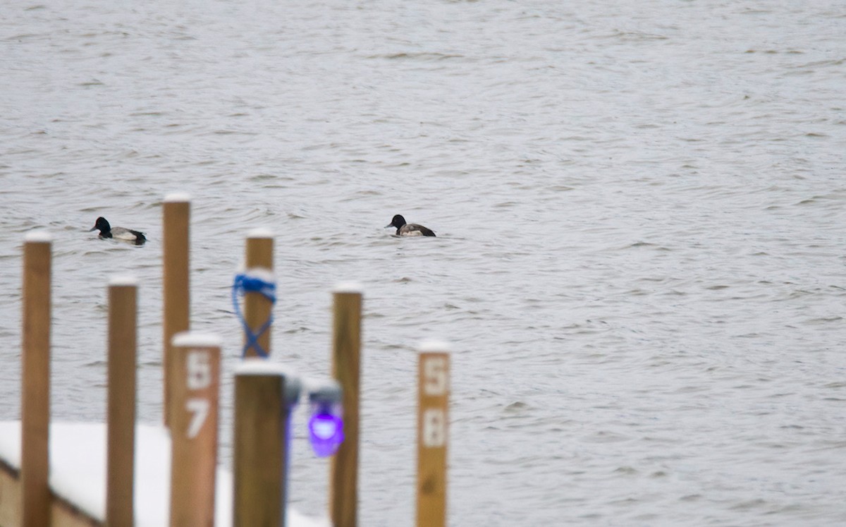 Greater Scaup - ML527591861