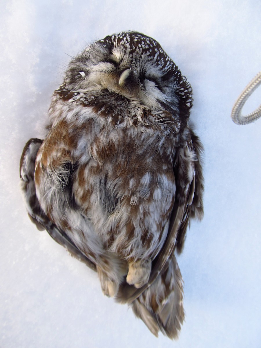 Boreal Owl - henry mann