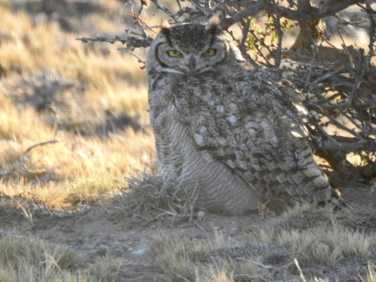 Lesser Horned Owl - Frances Oliver