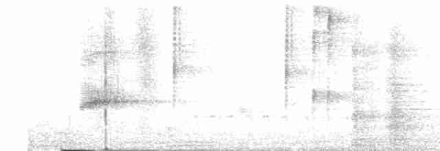 印度鵲椋鳥 - ML527595101