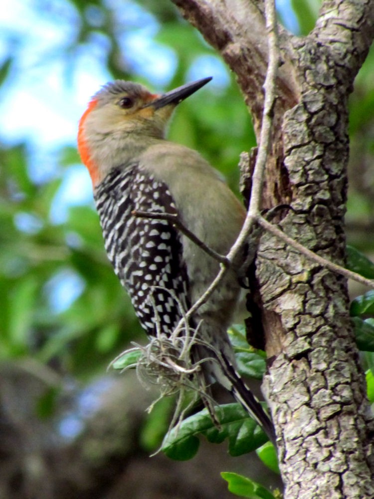 Red-bellied Woodpecker - ML527597591