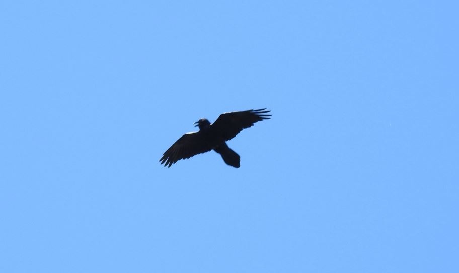 Common Raven - ML52760641