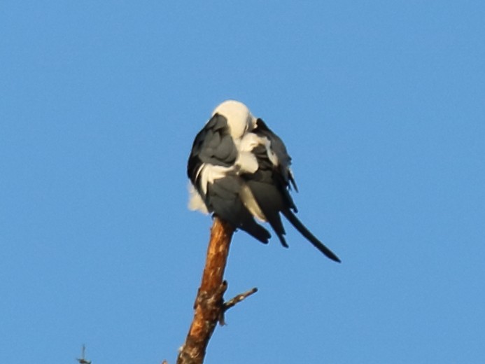 Swallow-tailed Kite - ML52760971