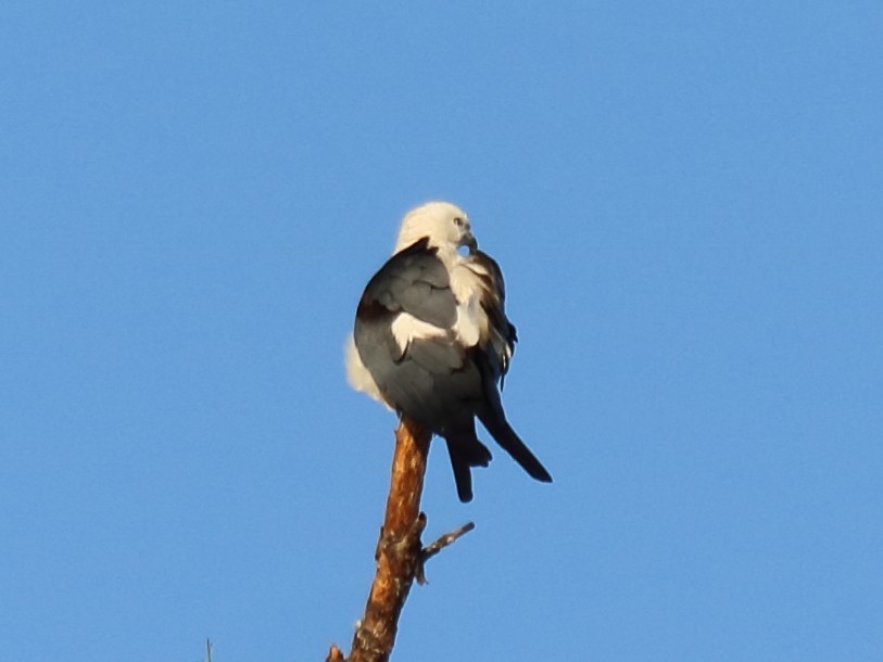 Swallow-tailed Kite - ML52760991