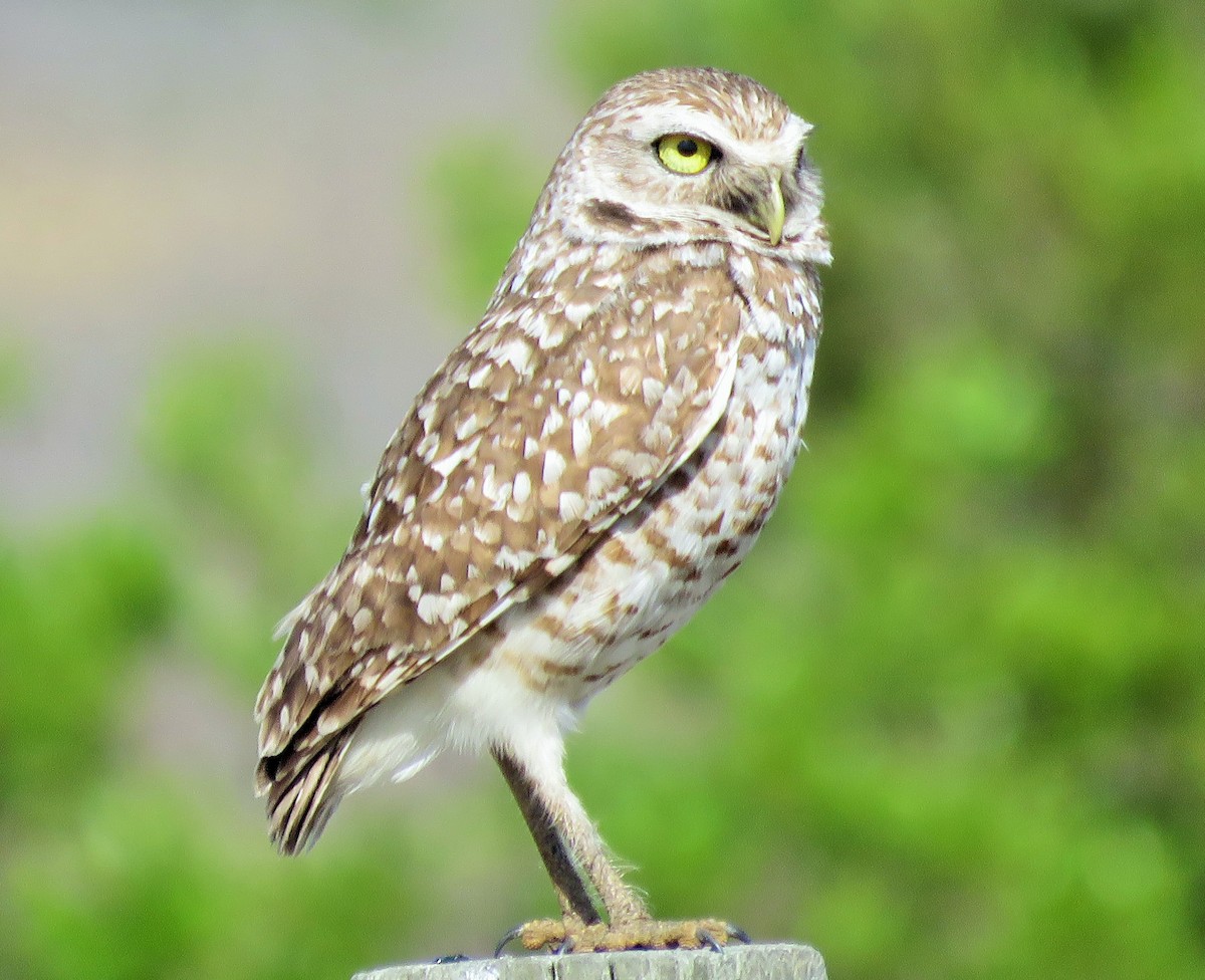 Burrowing Owl - ML52761161