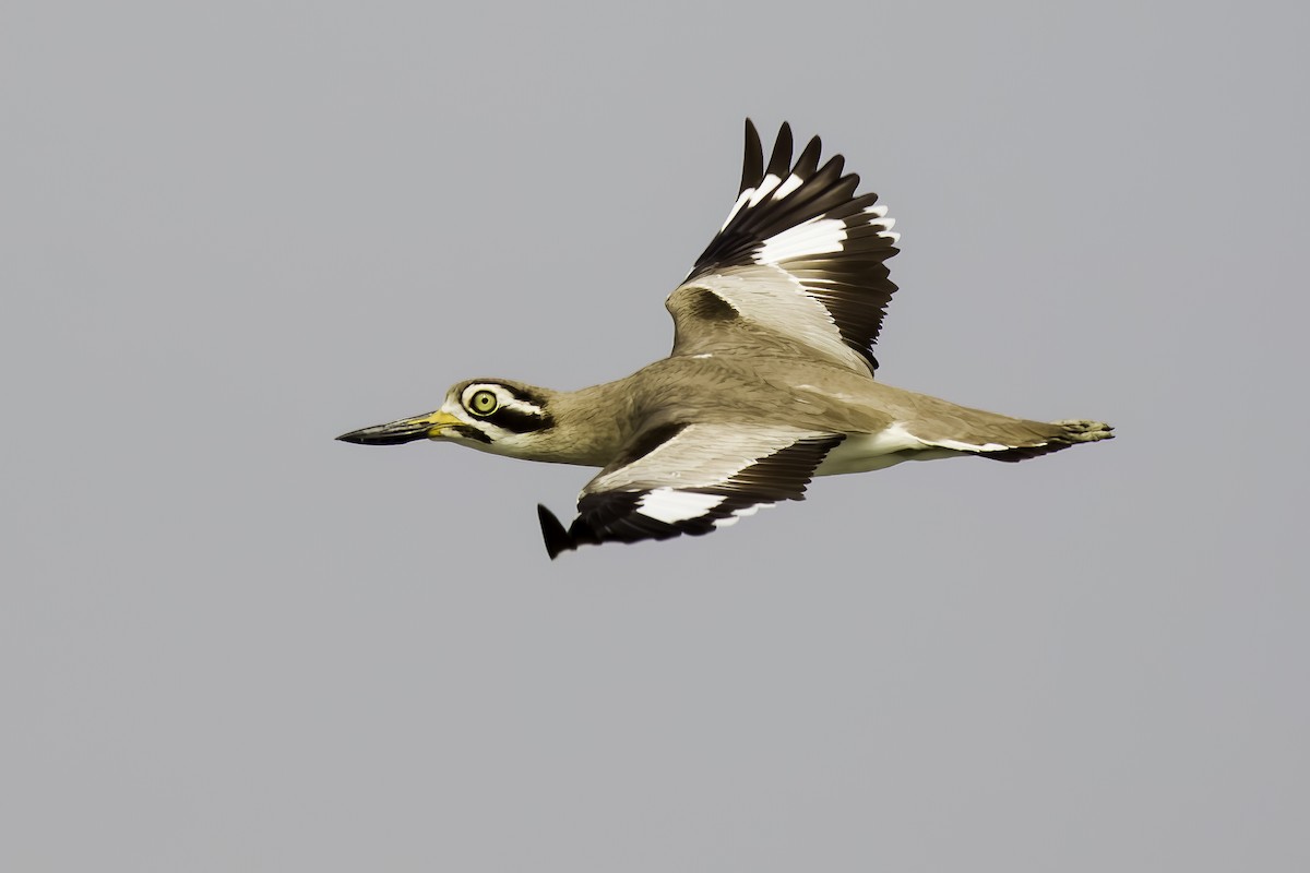Great Thick-knee - ML527614501