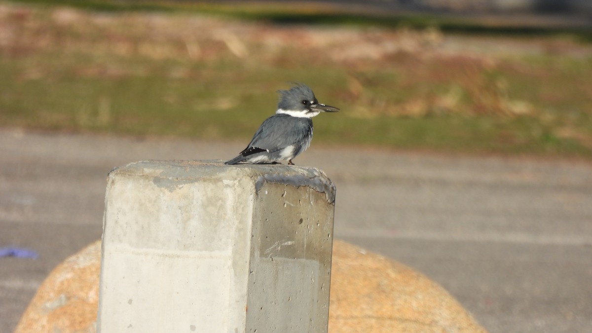 Belted Kingfisher - ML527617881