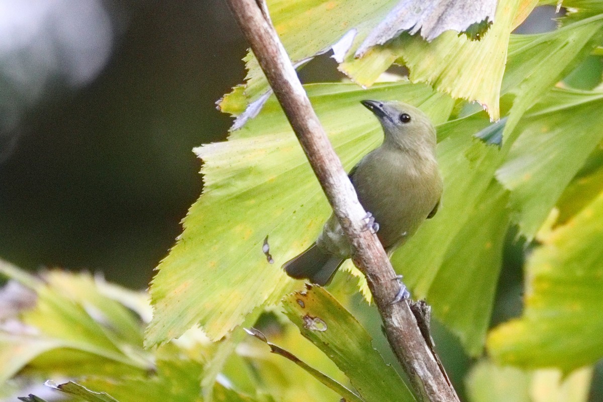 Palm Tanager - ML527620451