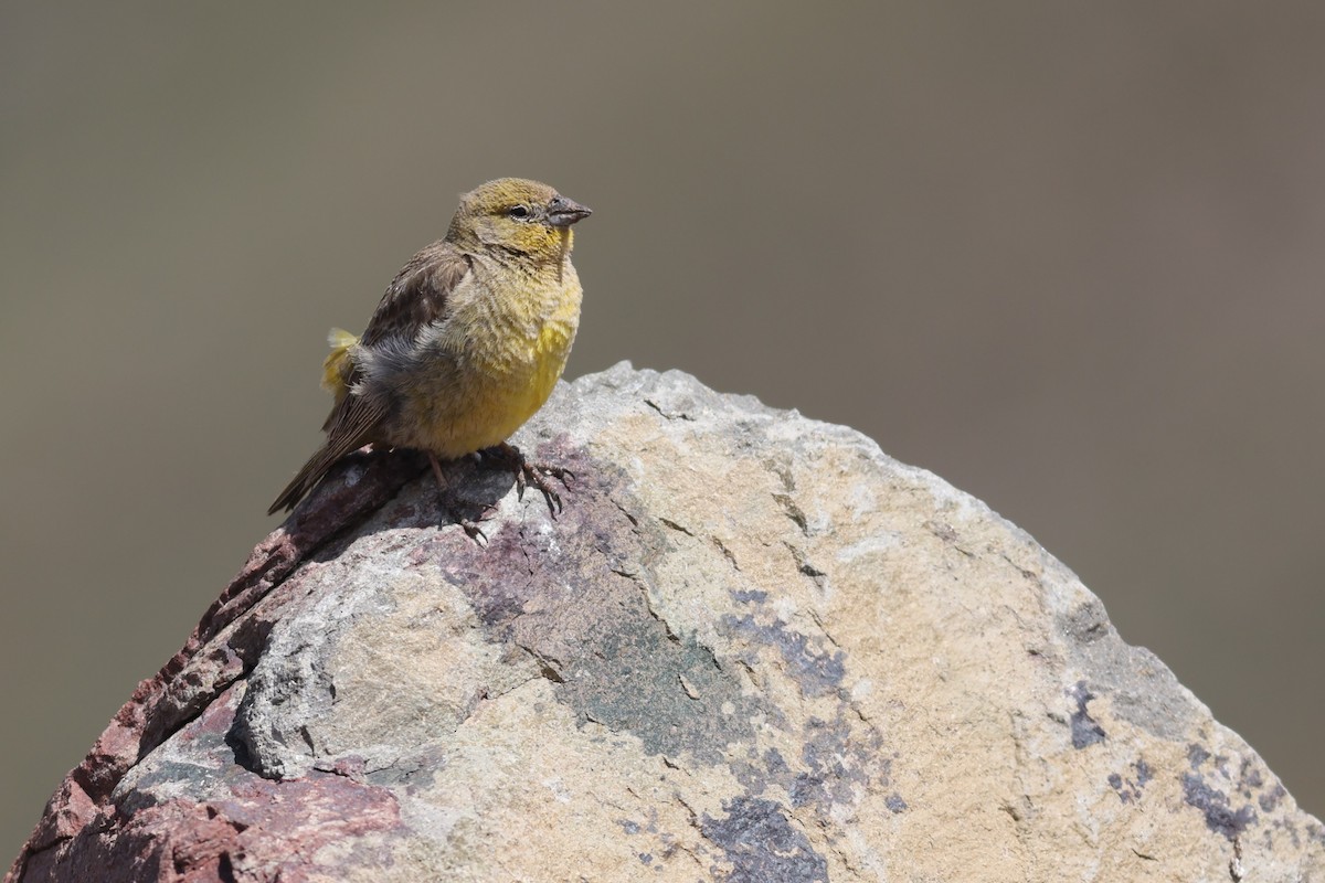 Greater Yellow-Finch - ML527621281