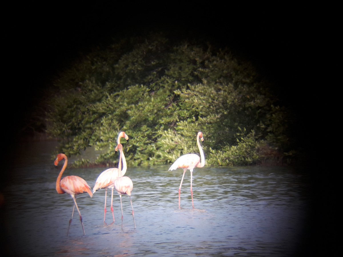 Amerika Flamingosu - ML527622121