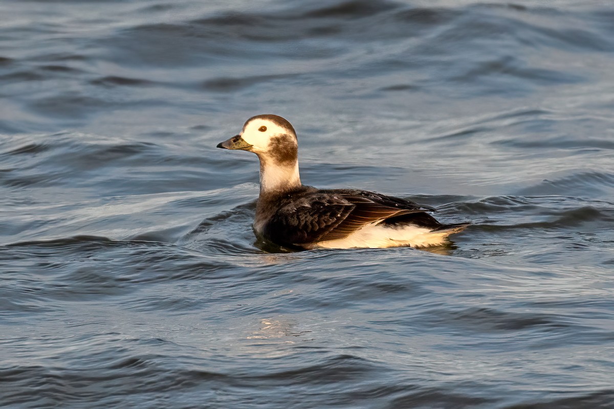 Long-tailed Duck - ML527622131