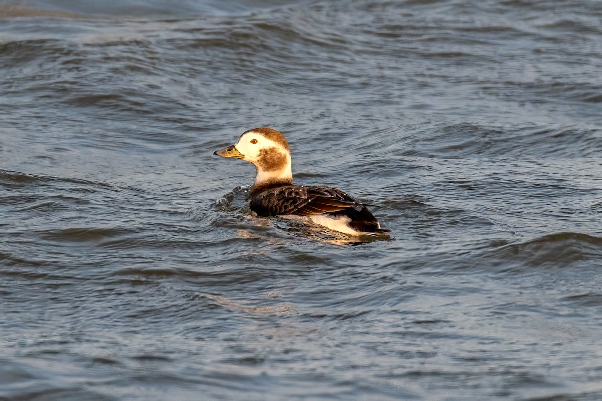 Long-tailed Duck - ML527622141
