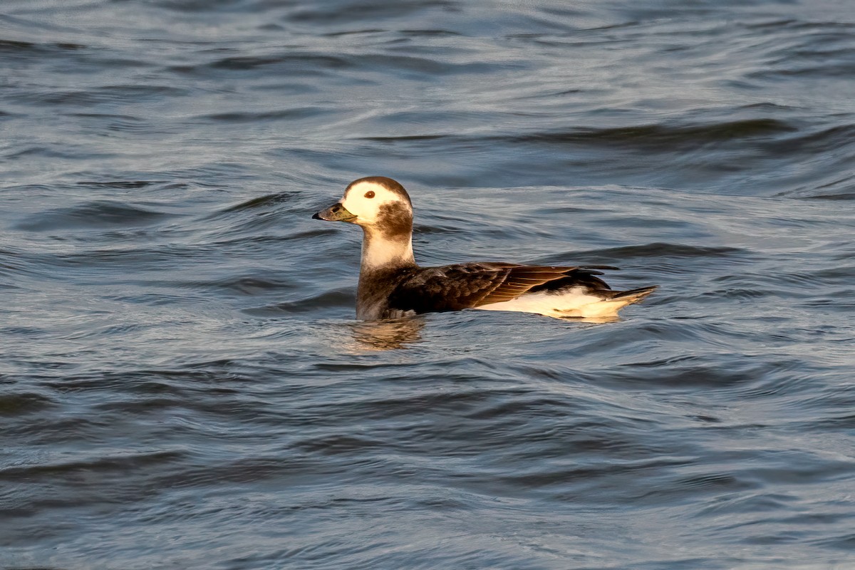 Long-tailed Duck - ML527622151