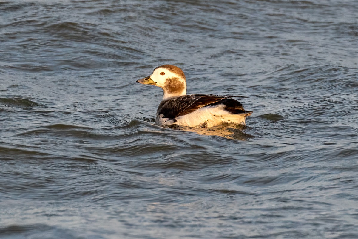 Long-tailed Duck - ML527622161