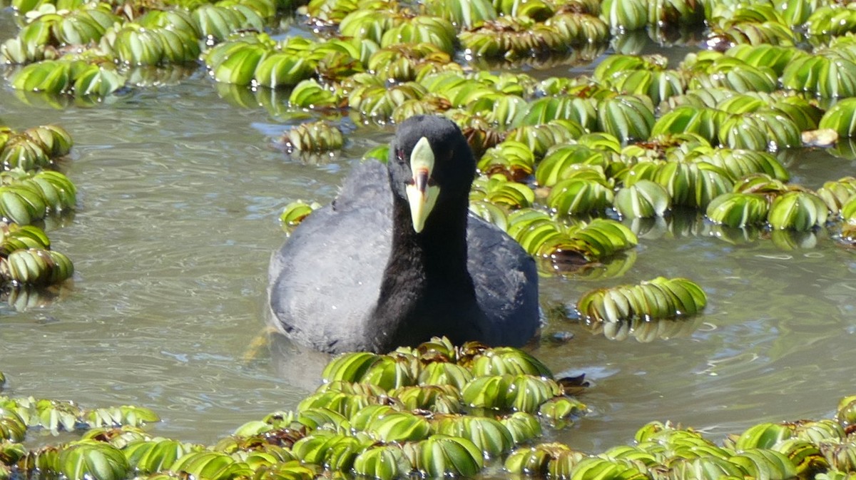 Red-fronted Coot - ML52762421