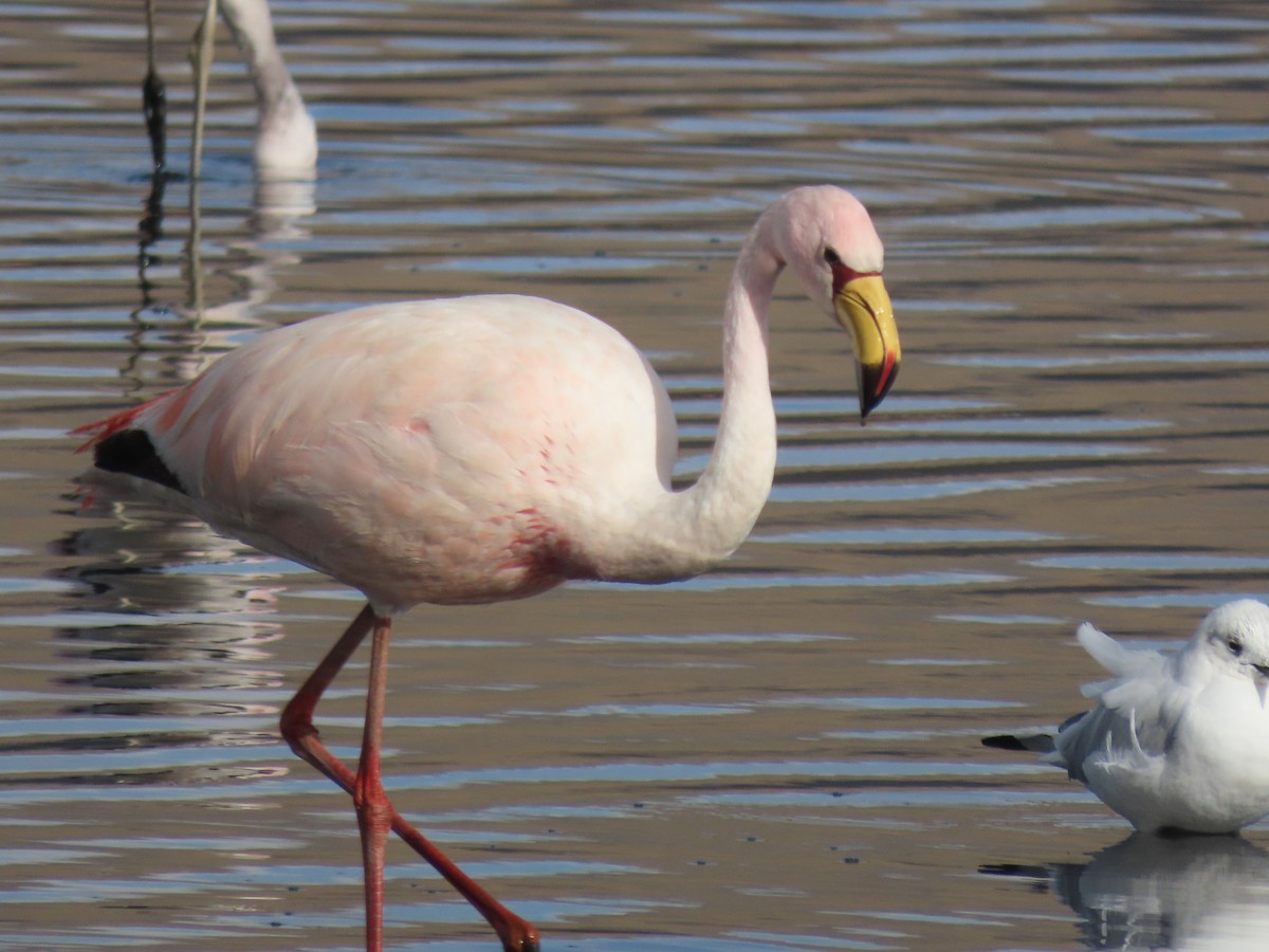 James's Flamingo - ML527624551