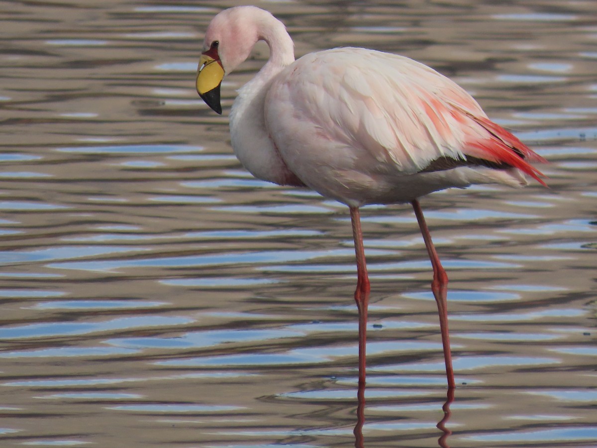 James's Flamingo - ML527625001